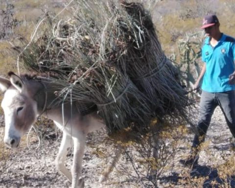 Candelilla y Lechuguilla en peligro de extinción.