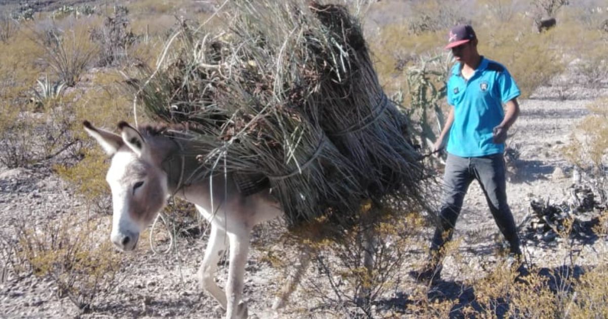 Candelilla y Lechuguilla en peligro de extinción.