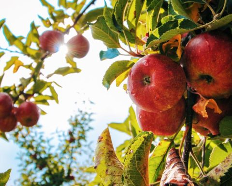 La producción de manzana se vera afectada por heladas y sequias.