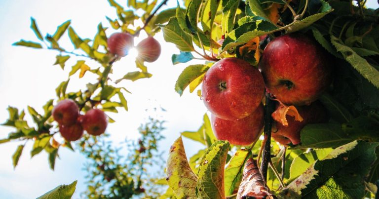 La producción de manzana se vera afectada por heladas y sequias.