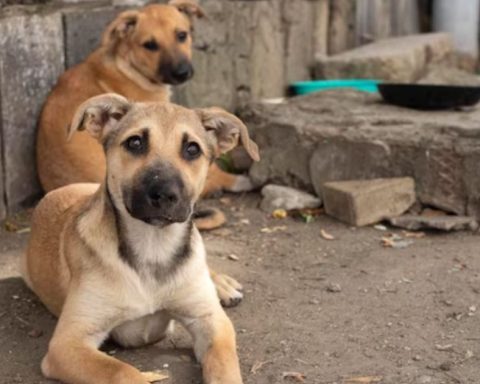 perros callejeros en Coahuila