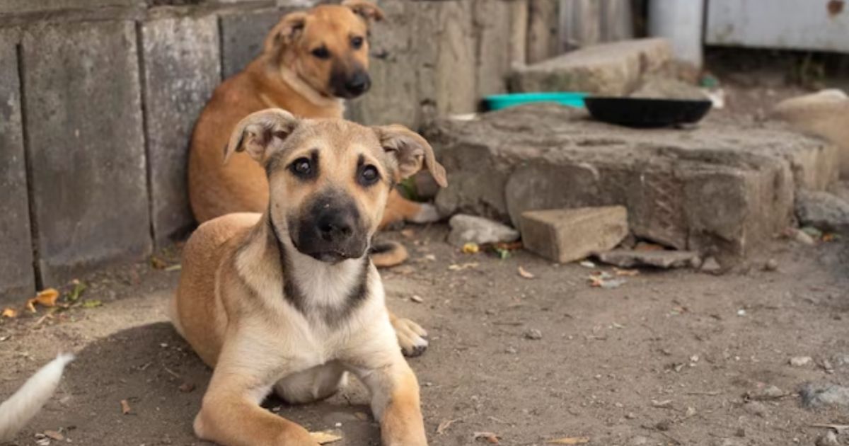 perros callejeros en Coahuila