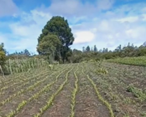 Carece la producción de sorgo en La Laguna, Coahuila