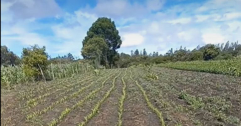 Carece la producción de sorgo en La Laguna, Coahuila