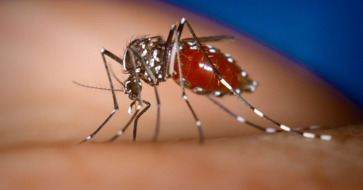 dengue Coahuila