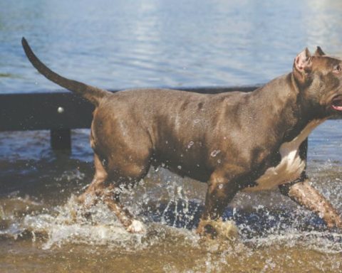 Perro Pitbull ataca a menor y la deja inconsciente, en Saltillo, Coahuila