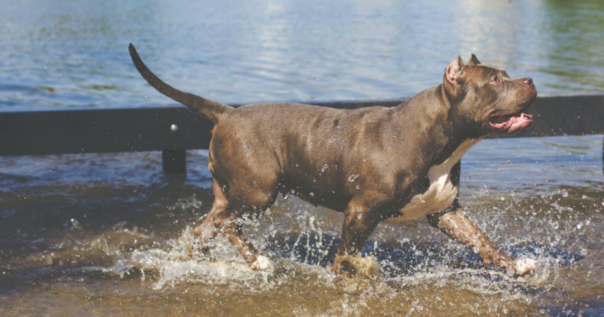 Perro Pitbull ataca a menor y la deja inconsciente, en Saltillo, Coahuila