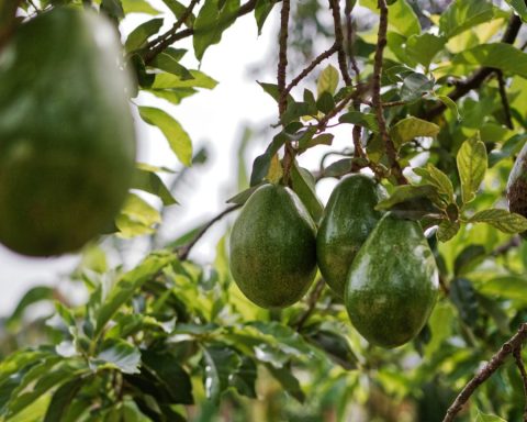 Precios del aguacate se disparan en Piedras Negras debido a suspensión de importaciones