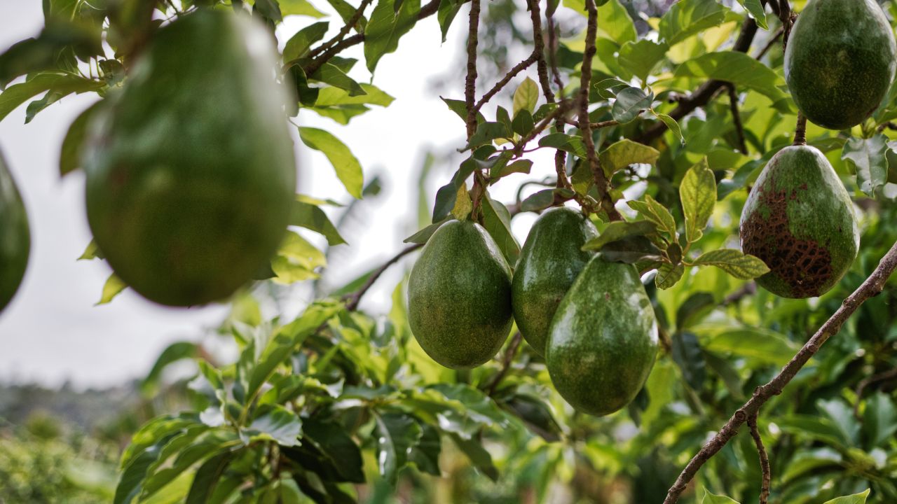 Precios del aguacate se disparan en Piedras Negras debido a suspensión de importaciones