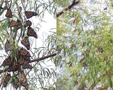 Arriba la mariposa monarca a Saltillo, Coahuila