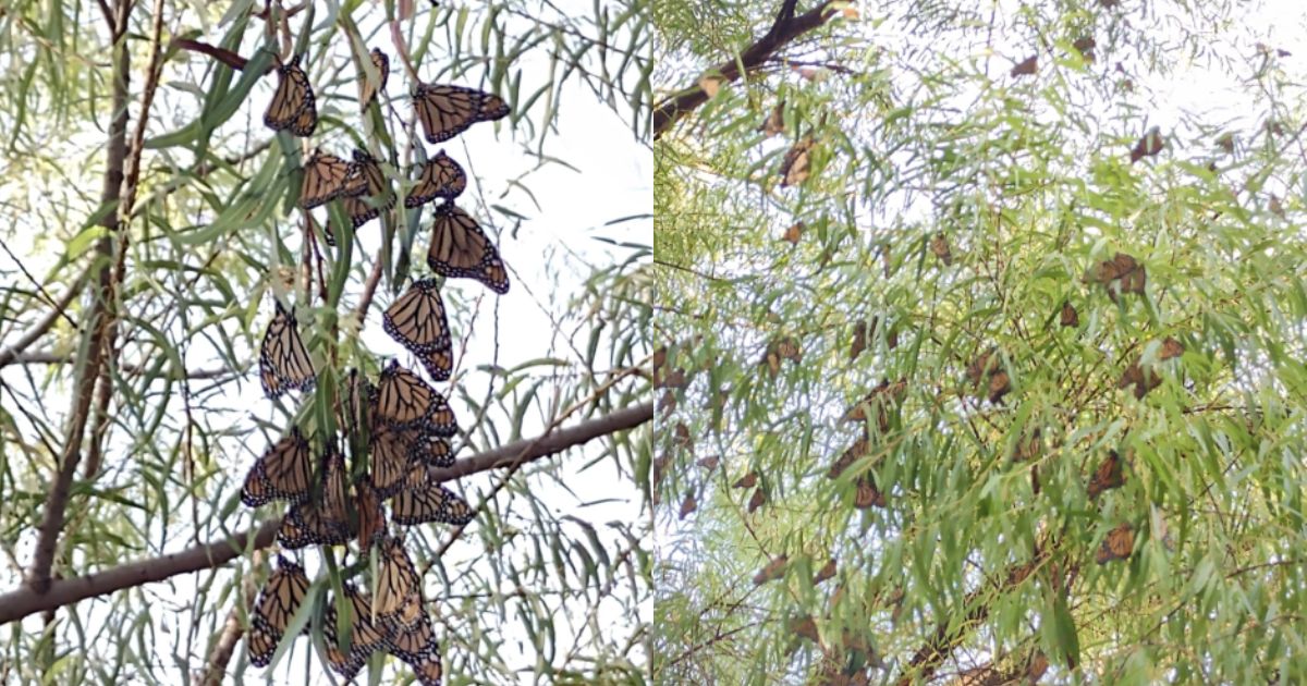 Arriba la mariposa monarca a Saltillo, Coahuila