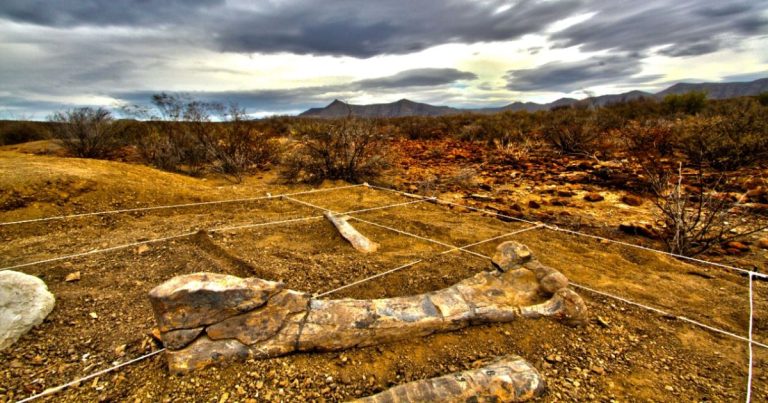 Preservación de piezas paleontológicas en Coahuila: Un desafío para el INAH