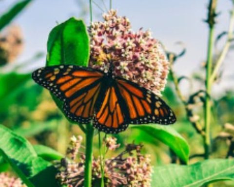 La mariposa monarca se acerca a México pese a cambio climático