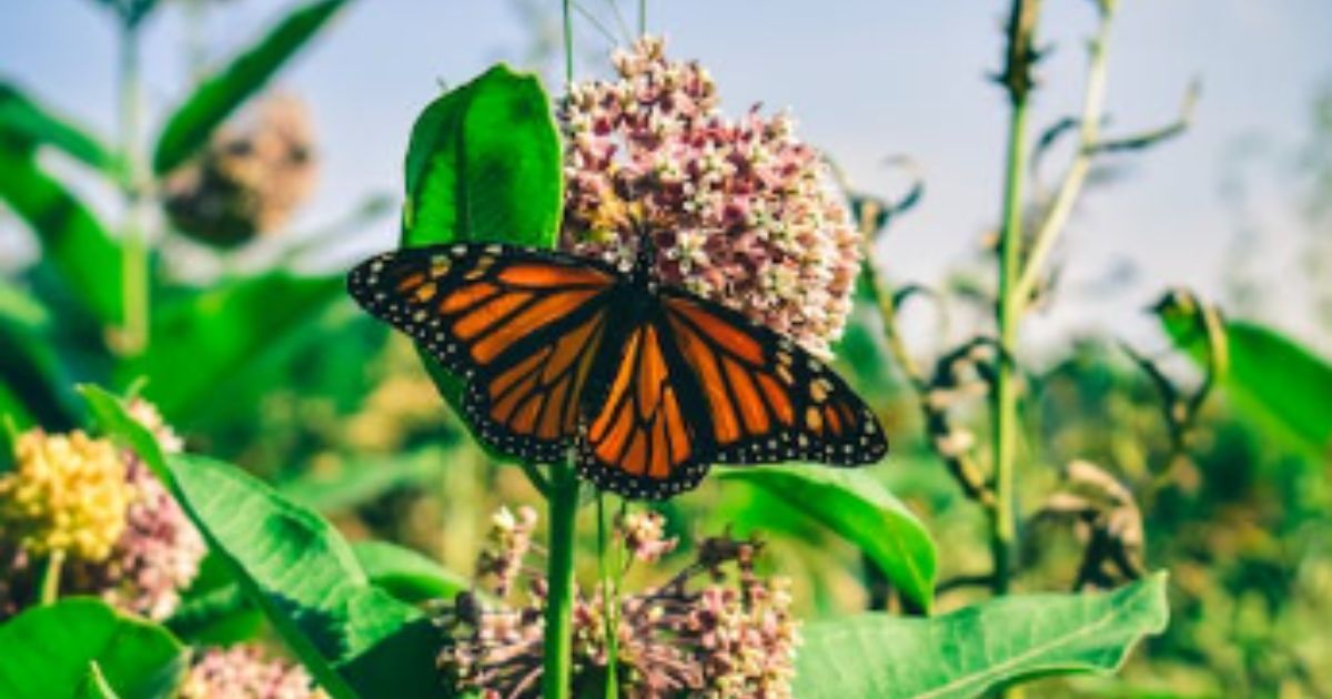 La mariposa monarca se acerca a México pese a cambio climático