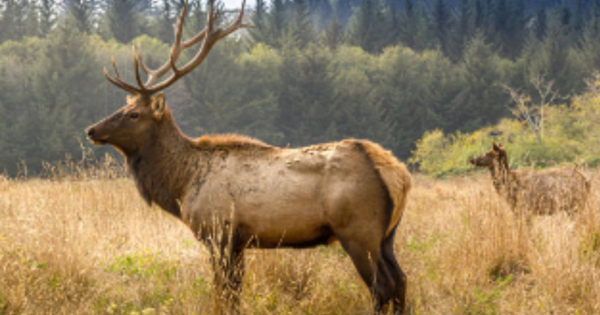 Denuncian caza ilegal de venado Elk en Piedras Negras, Coahuila