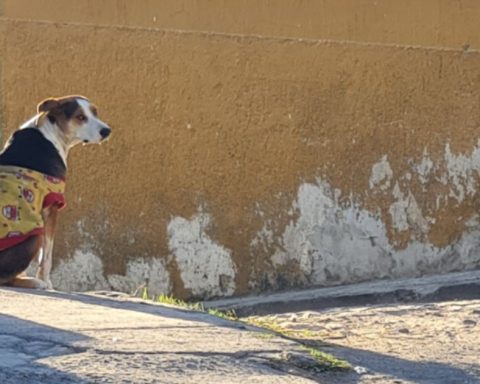 Registran fallecimientos de mascotas por frente frío en Coahuila