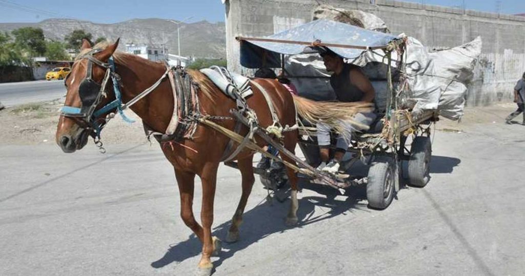 Se estima que en Torreón hay unos 600 carromateros.