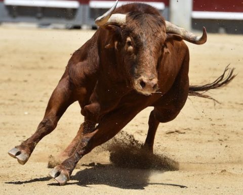 Corridas de Toros