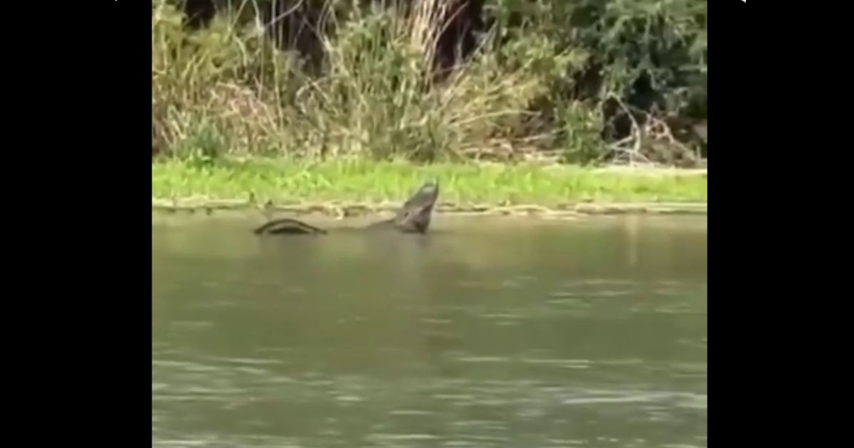 Caimán en el Río Bravo