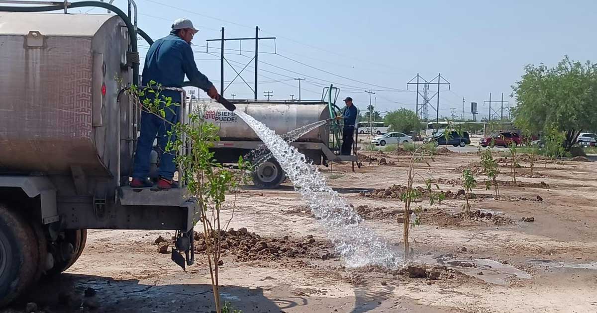 Acciones de reforestación en Torreón.