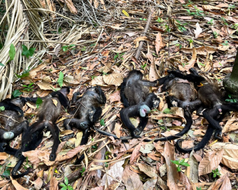 Mueren monos aulladores en Tabasco