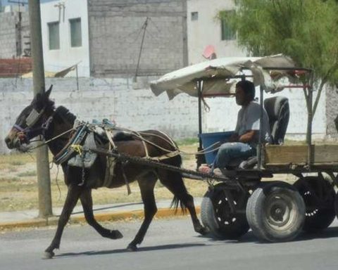 Carromateros en Torreón