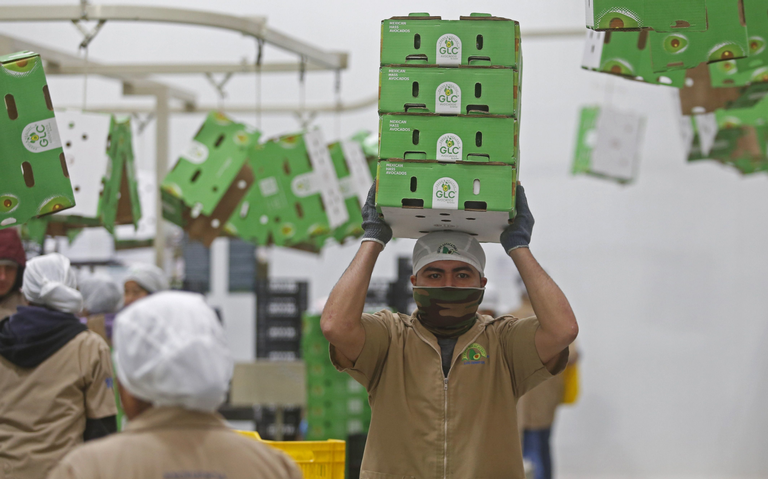 En Michoacán, aún se tienen detenidas 20 mil toneladas de aguacate