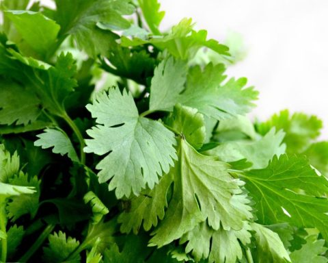 Cilantro