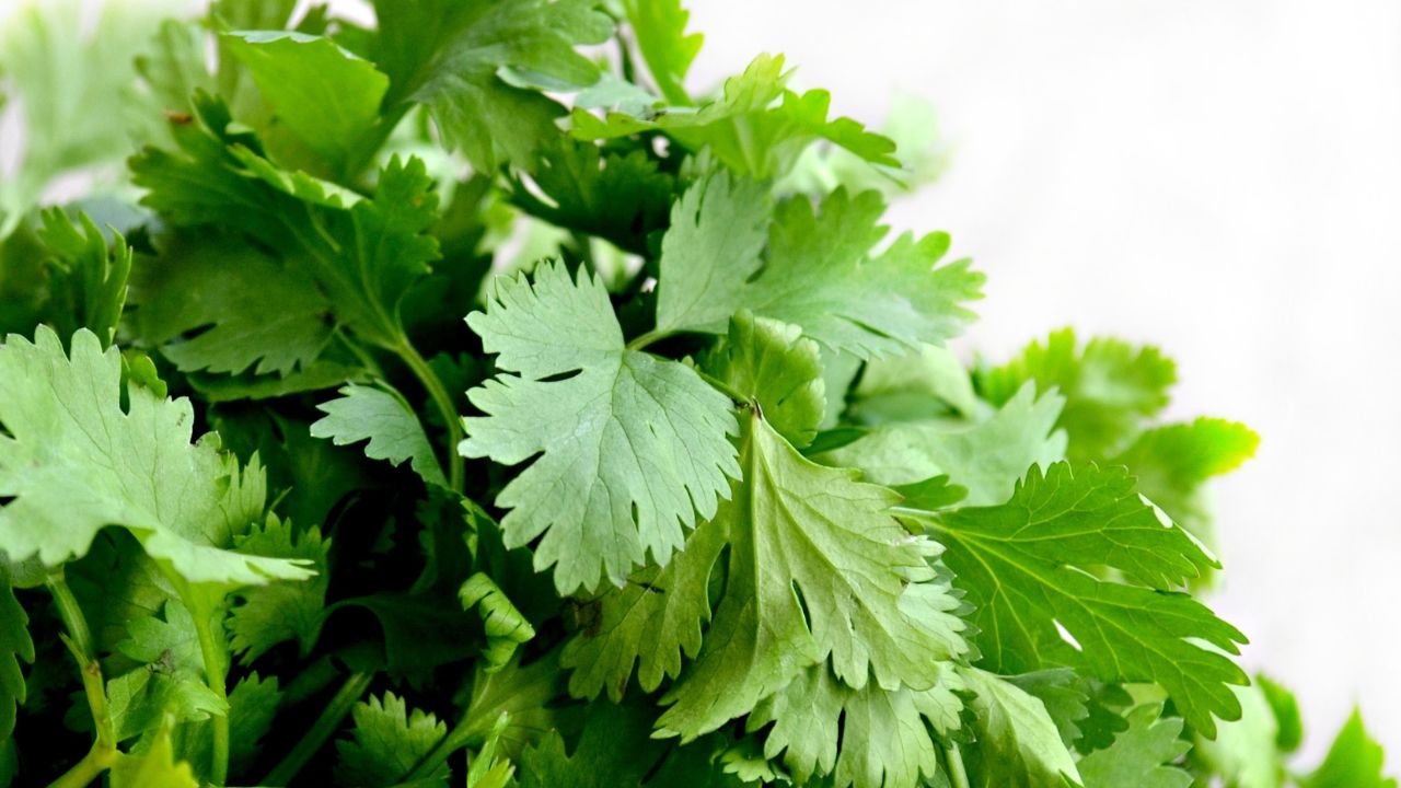 Cilantro