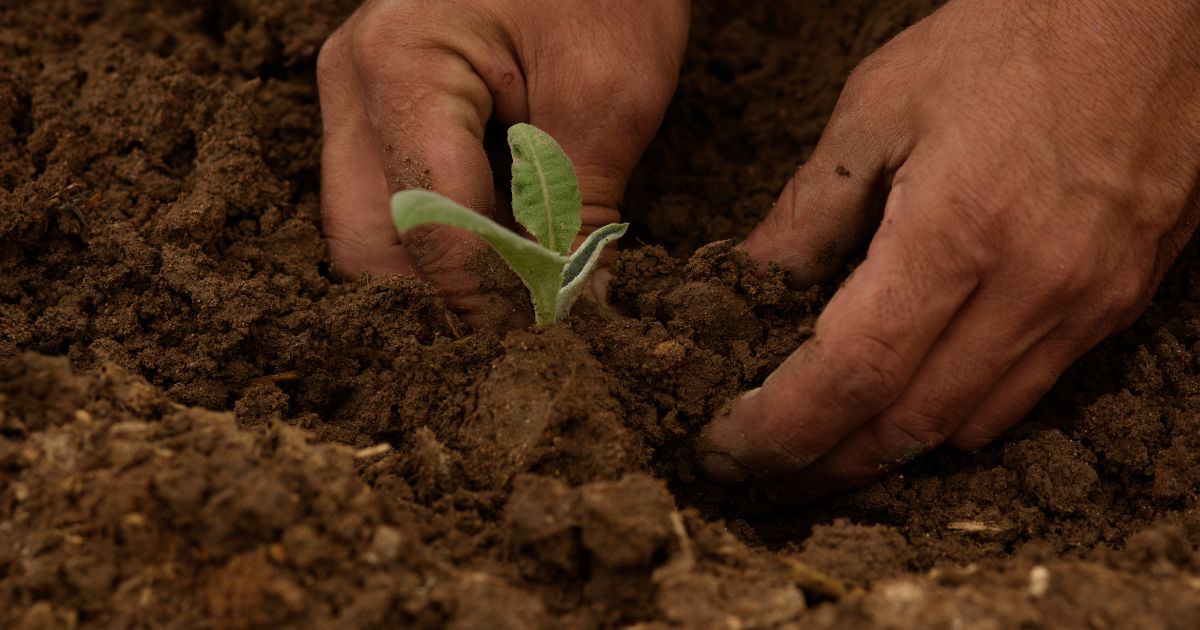 Sequpia afecta a agricultura