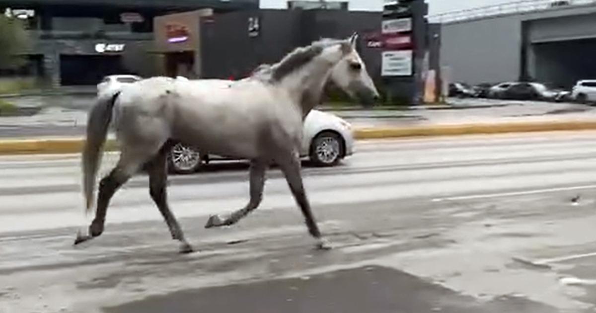 Se escapan caballos