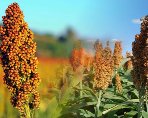 Productores de sorgo en Lerdo enfrentan pérdidas y buscan apoyo gubernamental