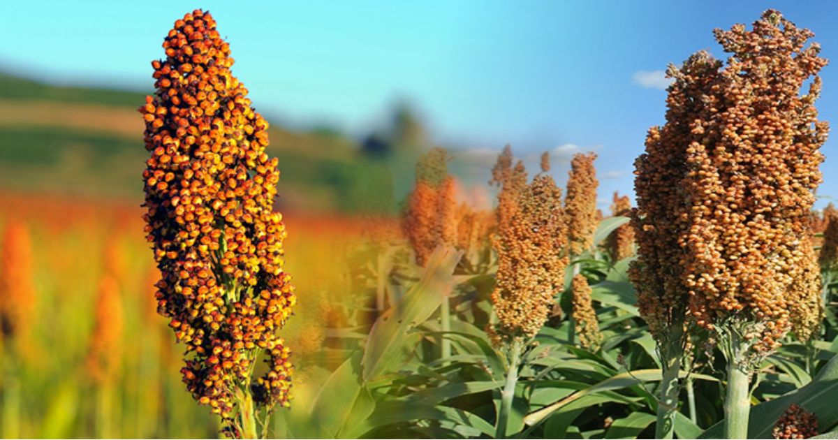 Productores de sorgo en Lerdo enfrentan pérdidas y buscan apoyo gubernamental