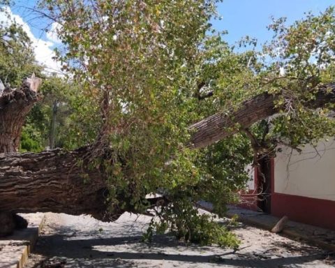 Cae árbol en Parras