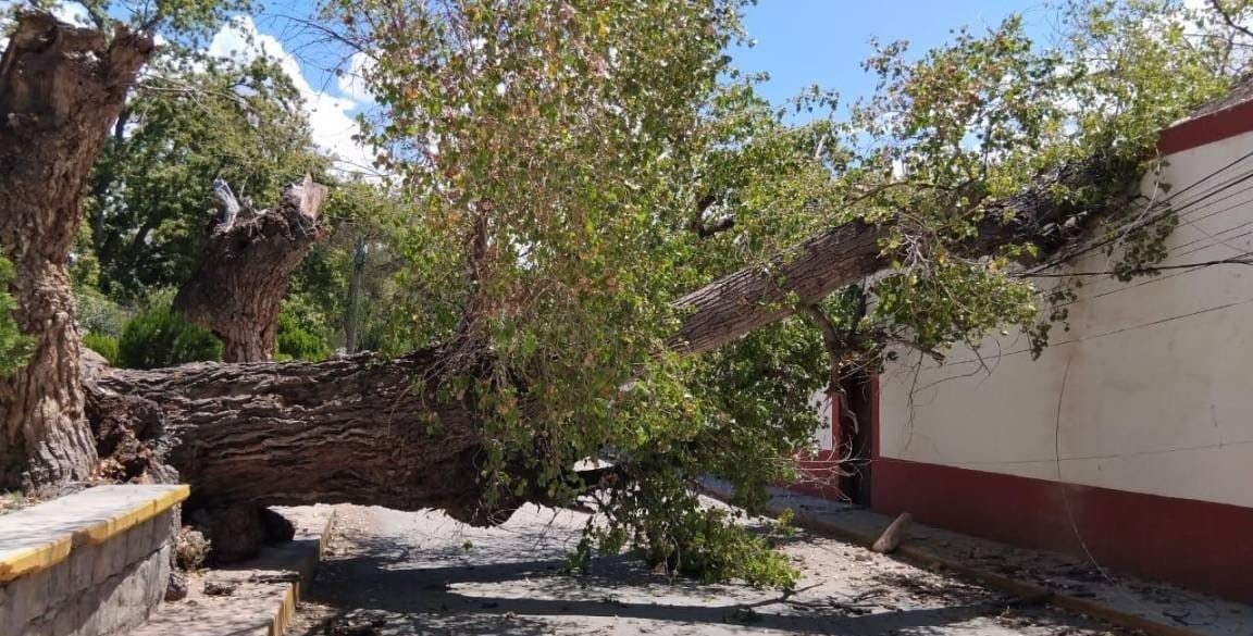 Cae árbol en Parras