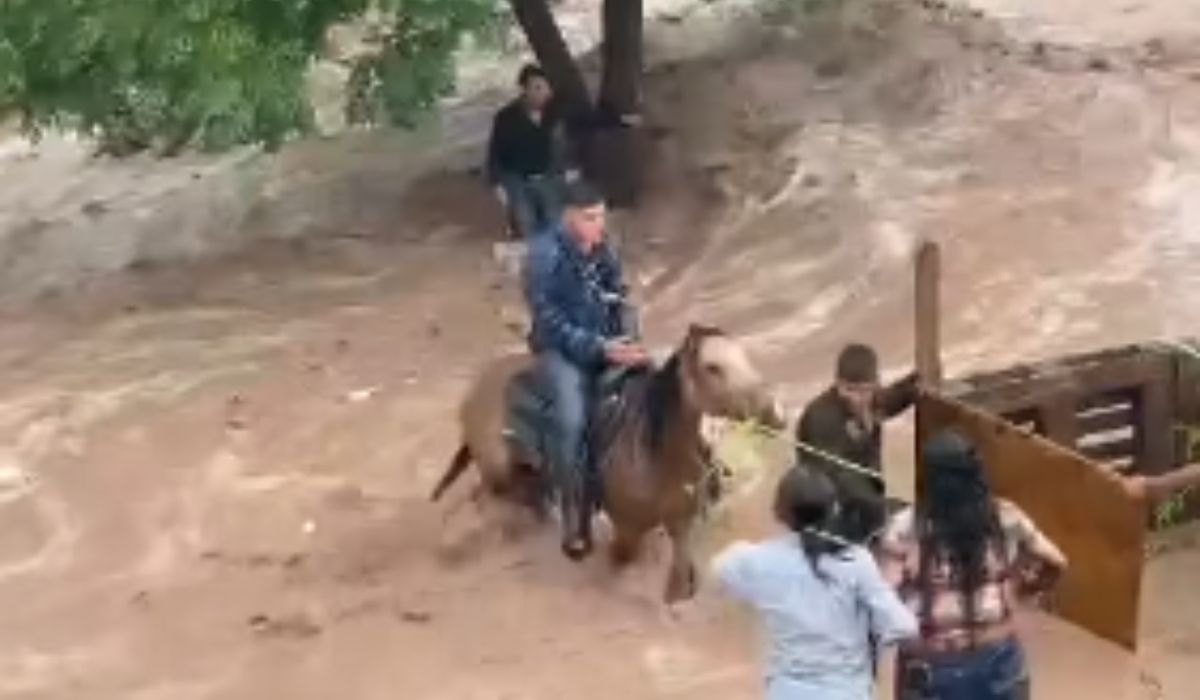 Rescatan a tres caballos atrapados en corriente de agua por lluvias durante cabalgata