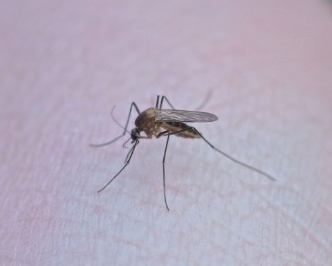 dengue