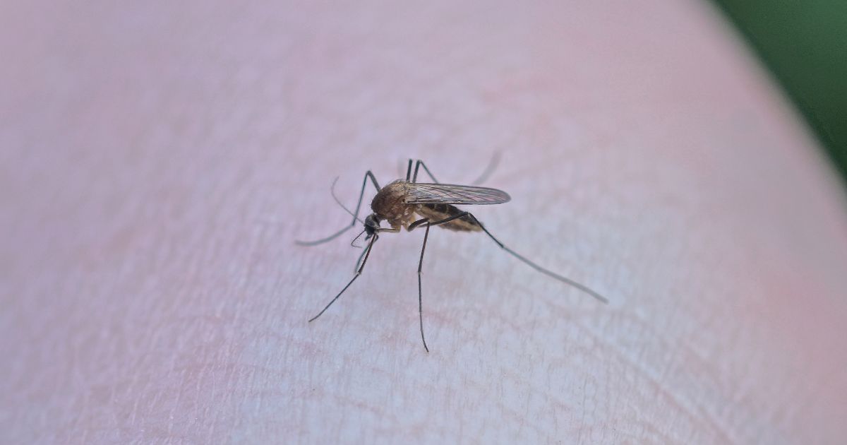 dengue