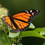 Mariposa monarca