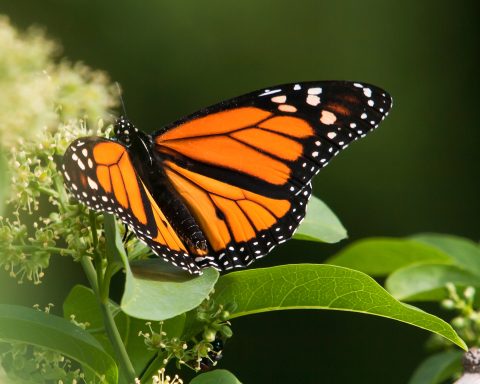 Mariposa monarca