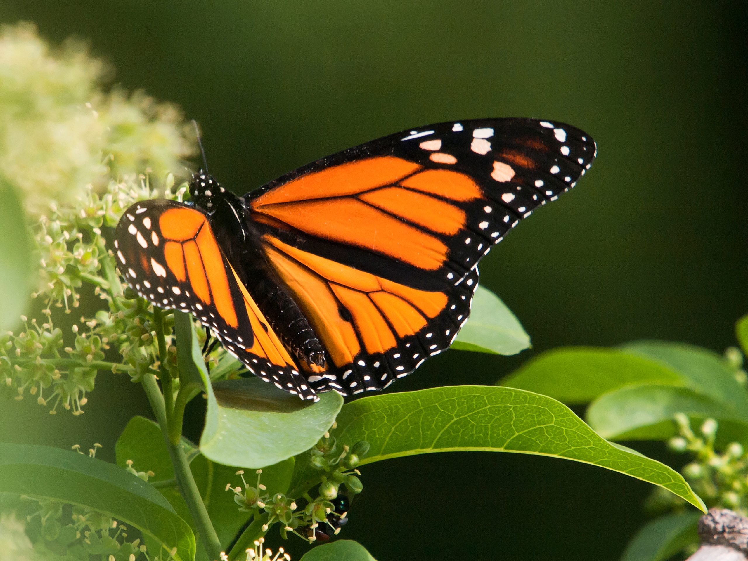 Mariposa monarca