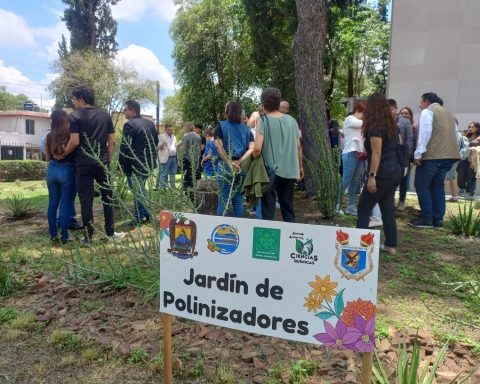 La mariposa enfrenta múltiples amenazas, como su fragmentación hasta la destrucción de su hábitat, principalmente por la urbanización.