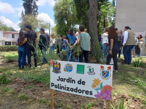 La mariposa enfrenta múltiples amenazas, como su fragmentación hasta la destrucción de su hábitat, principalmente por la urbanización.