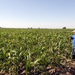 Heladas afectarán el campo