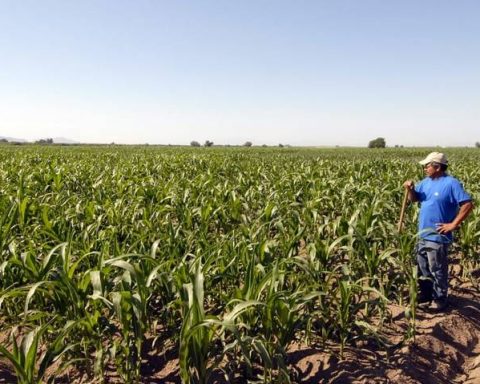 Heladas afectarán el campo