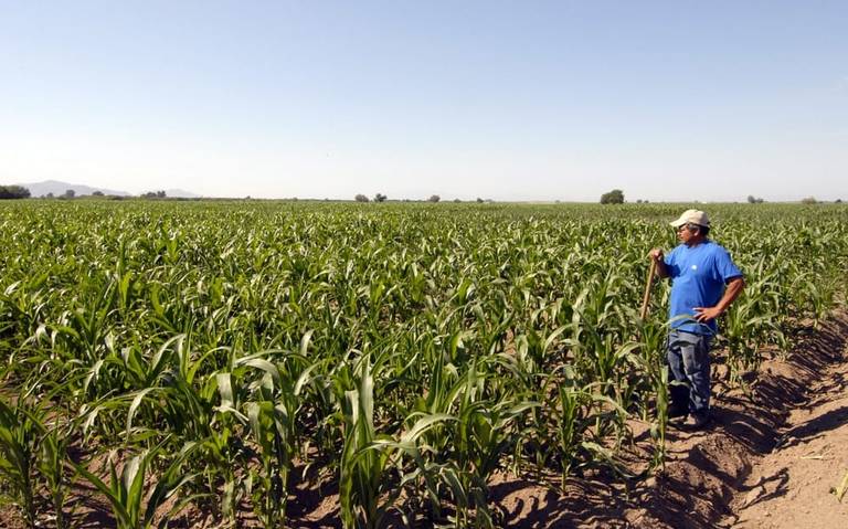 Heladas afectarán el campo