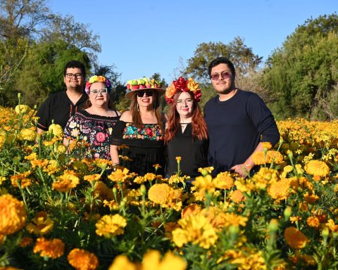 Cientos de laguneros acudieron este fin de semana a los campos de cempasúchil en Lerdo