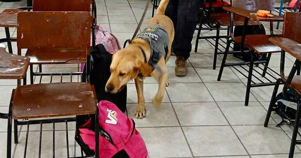 En el operativo se hizo uso de perros entrenados.