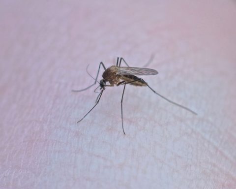 casos dengue Coahuila