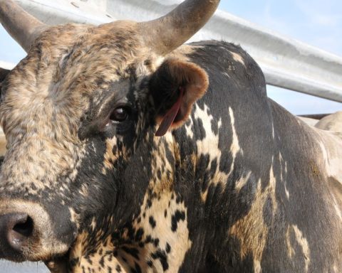 toros mejorados genéticamente